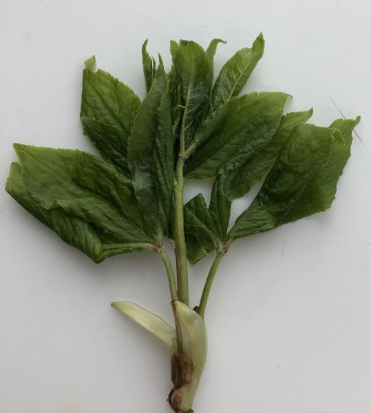 국내 오가피 순, 플라보노이드·사포닌 풍부… 기능성 식품 소재 가치 높아