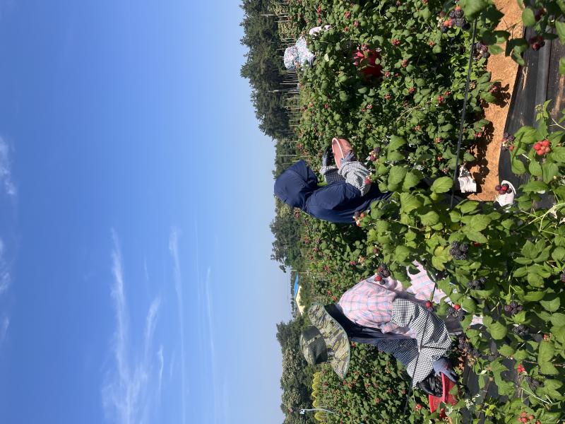 고창군, 복분자 수매체계 개편