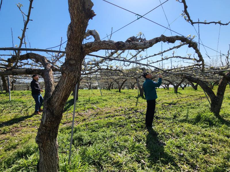 고창군, 과수화상병 예방 위한 ‘개화기 2~3차 적기 방제’ 당부