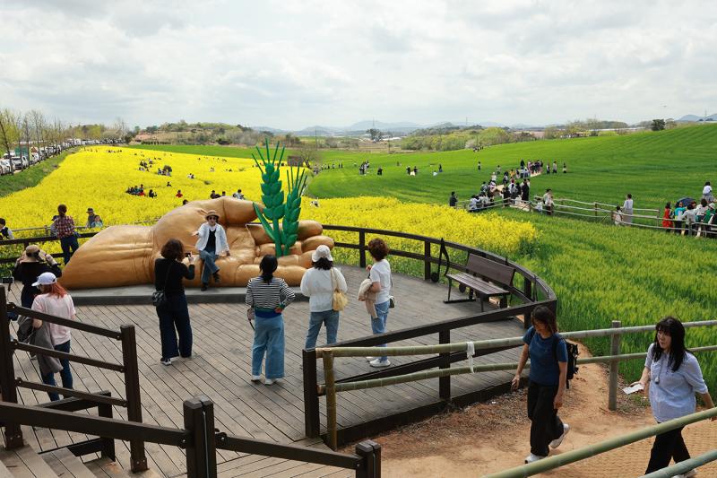 고창 청보리밭축제, 이번주 토요일(18일) 개막 