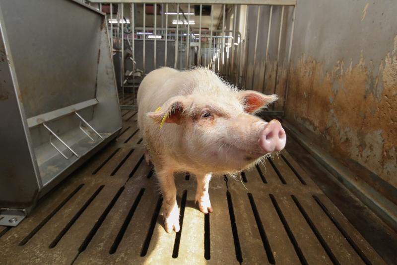 이식용 돼지 ‘지노(XENO)’, 여러 세대 거쳐도 유전 특성 그대로