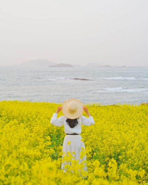 부안군 경관보전지구, 유채‧헤어리베치 만개 경관축제 잇따라
