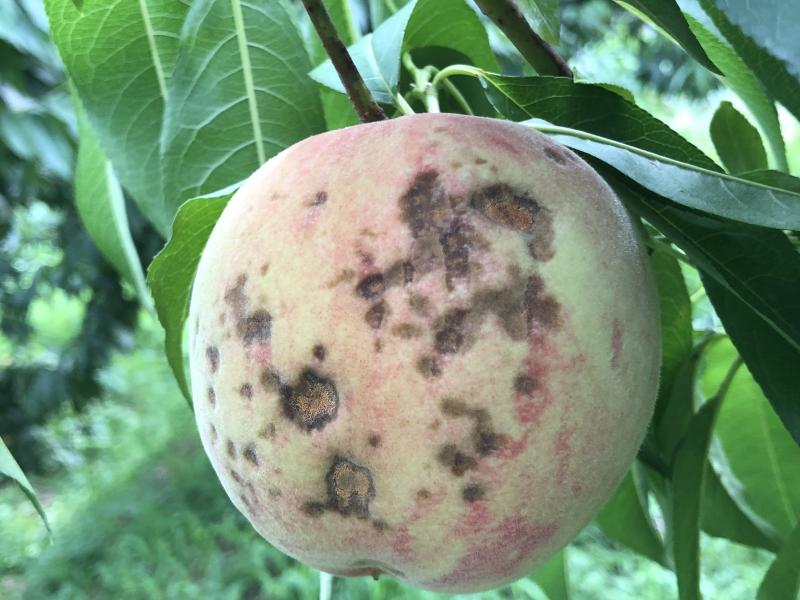 복숭아 탄저병·세균구멍병, 봉지 씌우기 전 집중 방제