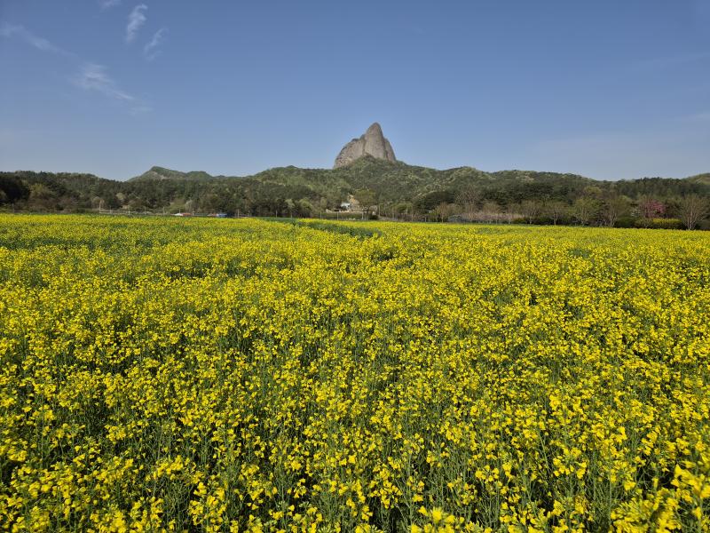 진안군농업기술센터, 유채꽃밭‘노란물결’