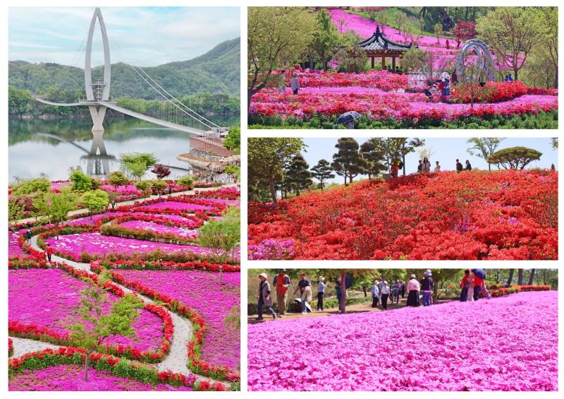 옥정호 붕어섬 생태공원, 봄꽃 절정에 관광객 발길 이어져