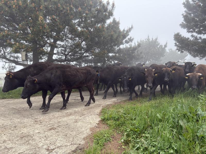 ‘제주흑우’ 번식우 30마리 초지 방목 시작
