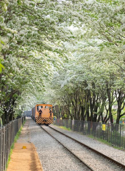 [포토기사]이팝나무 꽃 만개