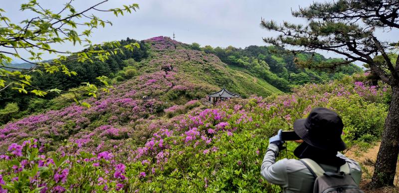 핑크빛 꽃대궐