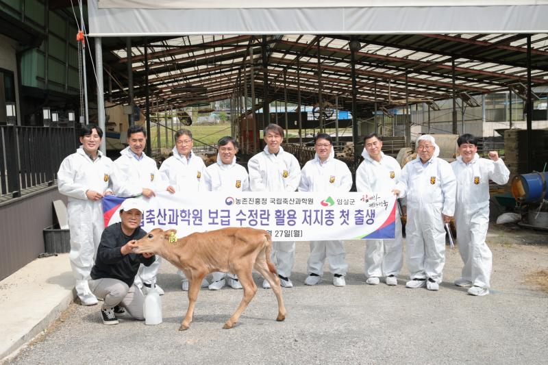 임실군-축산과학원 협력 결실, 저지종 수정란 이식‘첫송아지’탄생