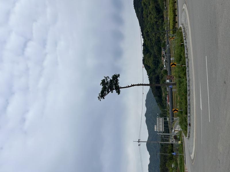 고창 신림면, 송촌·왕림 회전교차로 소나무 식재 