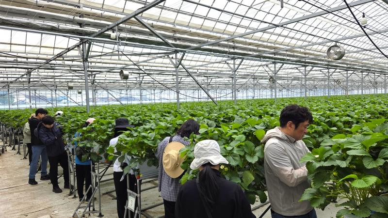 부안군 기획감사담당관, 영농철 딸기농가 일손돕기 ‘구슬땀’