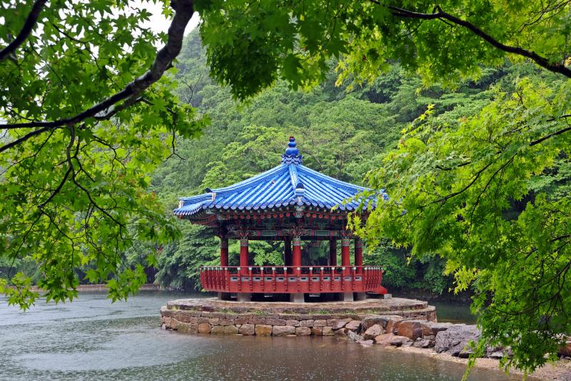“비에 젖어 더 짙어진 초록 파도” 정읍 내장산, 촉촉한 신록 물결 가득