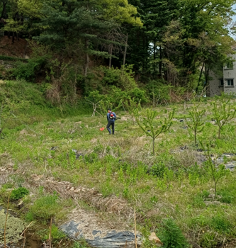 [기획]쌉싸름한 머위장아찌로 ‘봄맛’ 저장