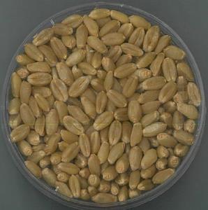 농촌진흥청, 빵용 밀 신품종 ‘백경’ 수확 연시회 가져
