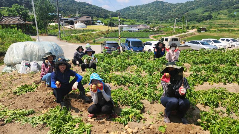 고창 성내면, 감자 수확 일손돕기