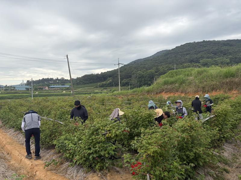 고창 신림면, 복분자 수확 일손돕기