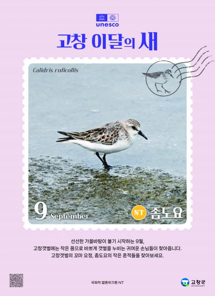 고창군, 9월 ‘고창갯벌 이달의 새’로 ‘좀도요’ 선정