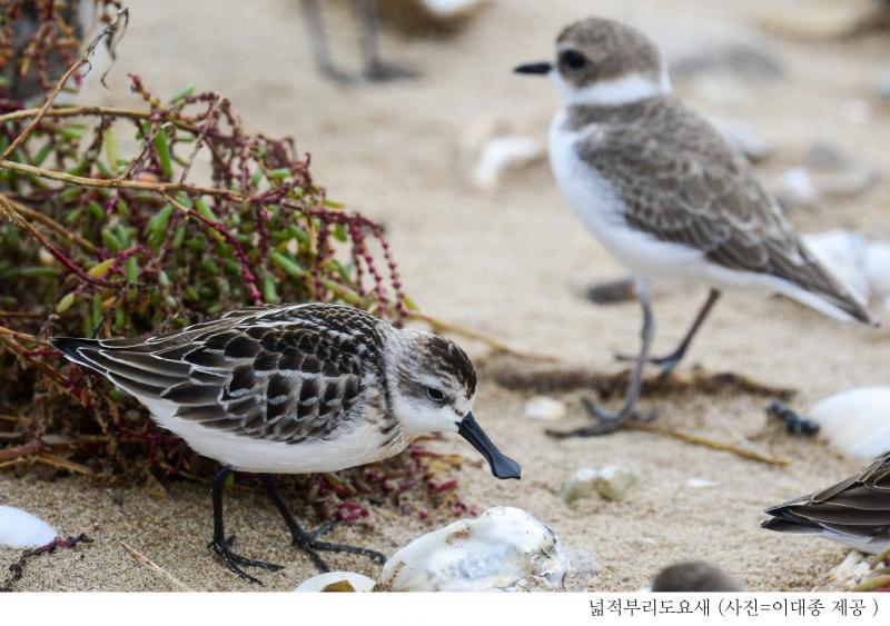 전 세계 500여 마리 남은 ‘넓적부리도요’ 고창갯벌에서 발견 