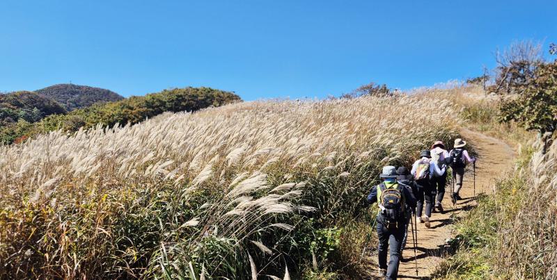 장안산 억새꽃 만발