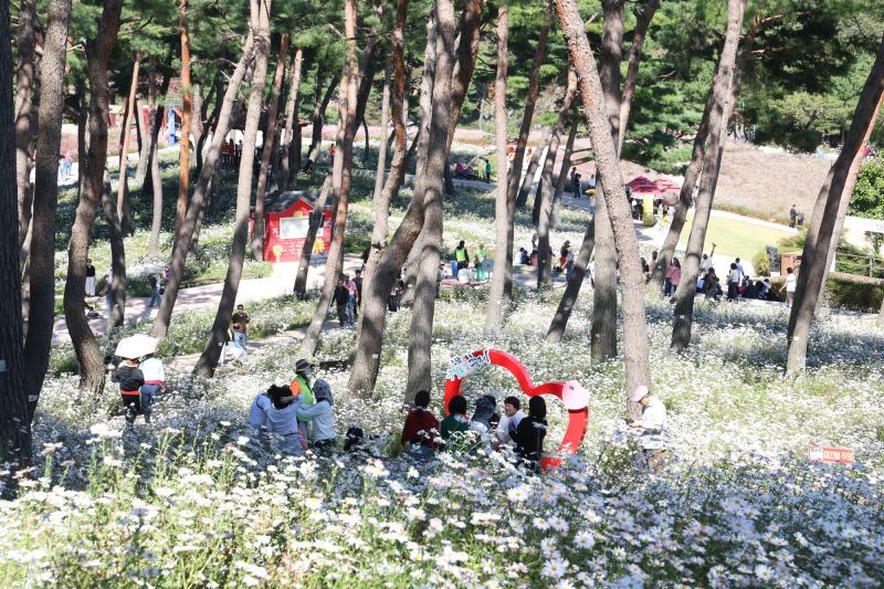 정읍 구절초 꽃축제, 이번 주 만개할 듯