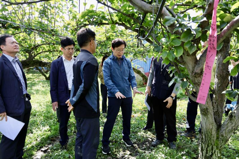농촌진흥청, 배 ‘신고’ 열매 터짐 농가 현장 기술지원