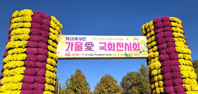 부안군, 해뜰마루서 가을 국화 향연 펼쳐진다