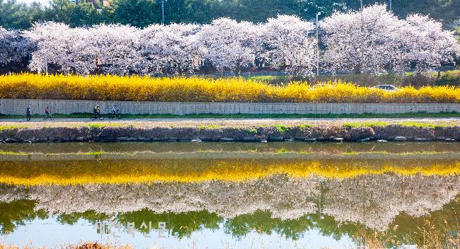 물에 드리운 봄 