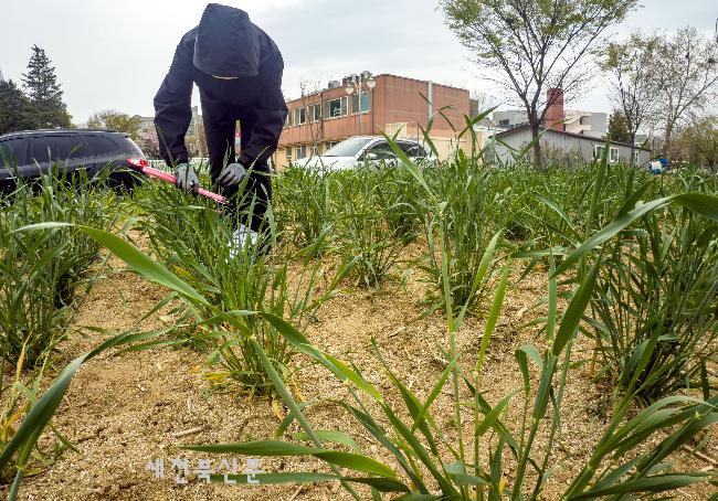 어느새 밀이 크게 자랐어요    