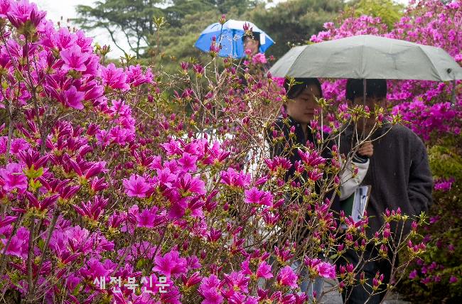 철쭉사이로 내리는 봄비  