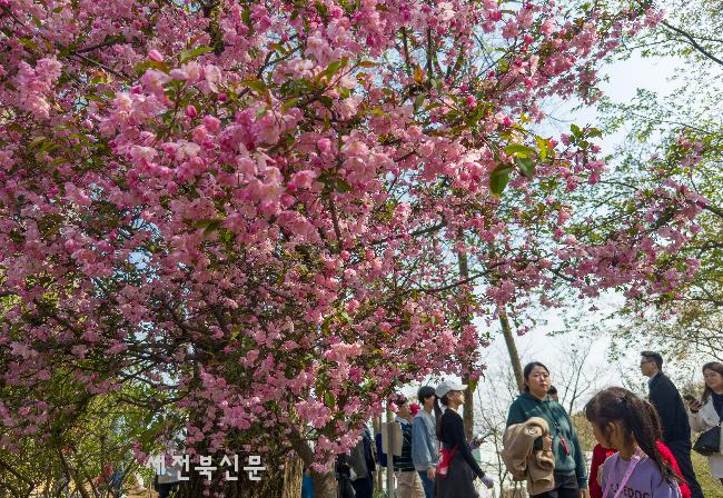 겹벚꽃 개화 시작한 완산칠봉 꽃동산       