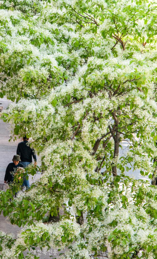 이팝나무 하얀꽃이 아름다운 계절이에요  