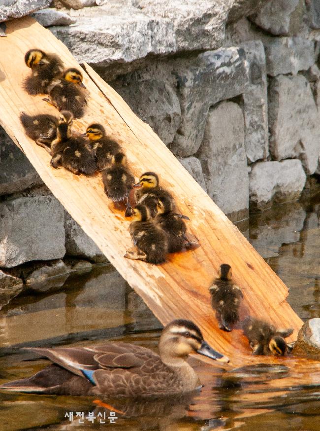 나무판자타고 집으로 가는 야생오리새끼   