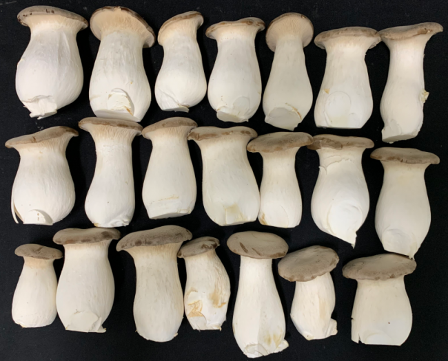 “버섯 배지 원료, 국산 홍삼 부산물로 대체” 원가 뚝, 생산성 쑥