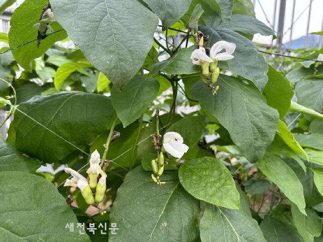 도두 어린 꼬투리, 식품 원료 기준 개선 및 신규 자원 등재 