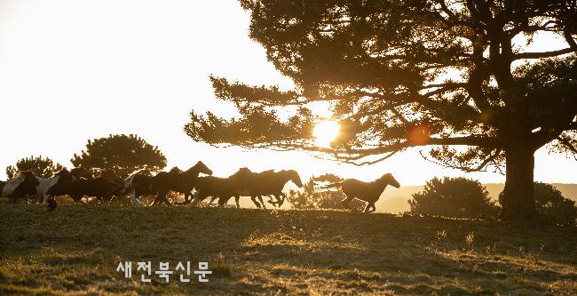 '선거의 해' 병오년 밝았다  