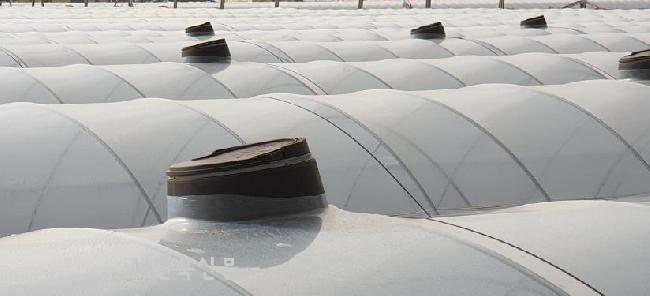 겨울철 시설감자, 안정 생산 관리 요령