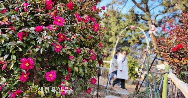 ■ 엄동설한에 동백꽃 활짝 