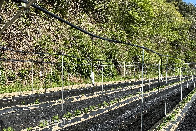 무주군 원예특작분야 지원 사업 추진